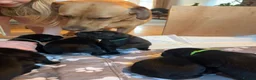 Labrador Retriever dogs for sale: 💙1 Boy Remaining💙 KC Reg Black Labradors 🐾 - Advert 25