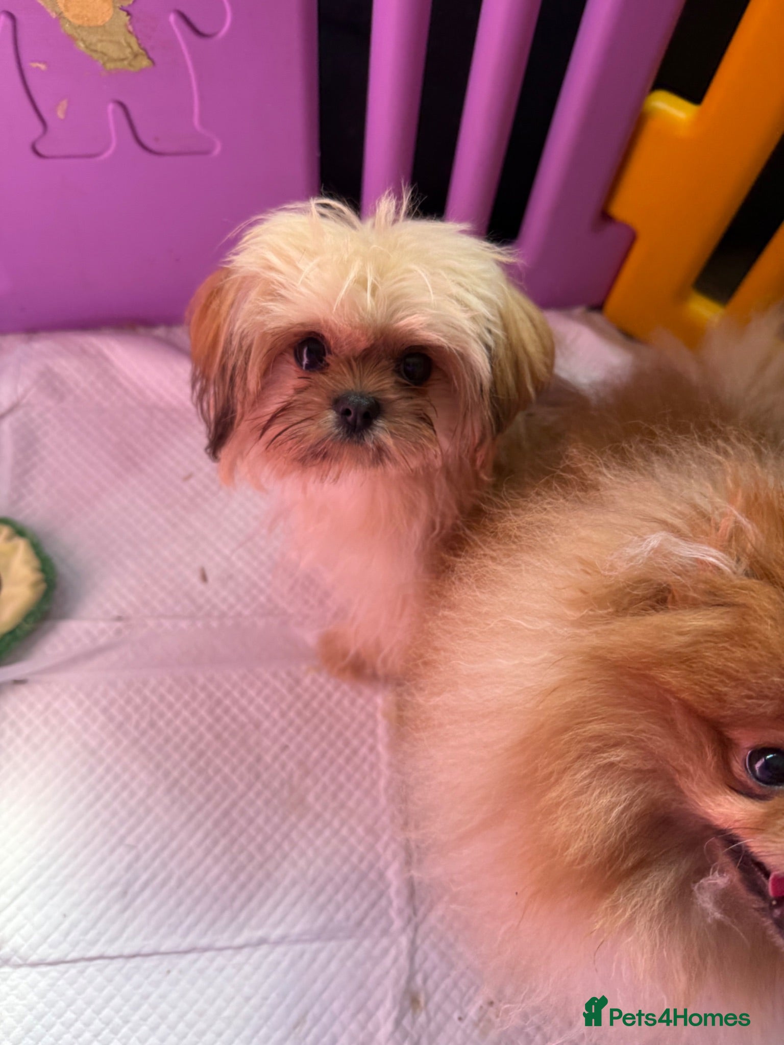 Mixed Breed dogs Exceptional Pomeranian x Shihtzu  champion lines  - Advert 2
