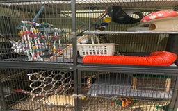 Rat rodents for sale: 3 Rat boys for rehoming - Image 3