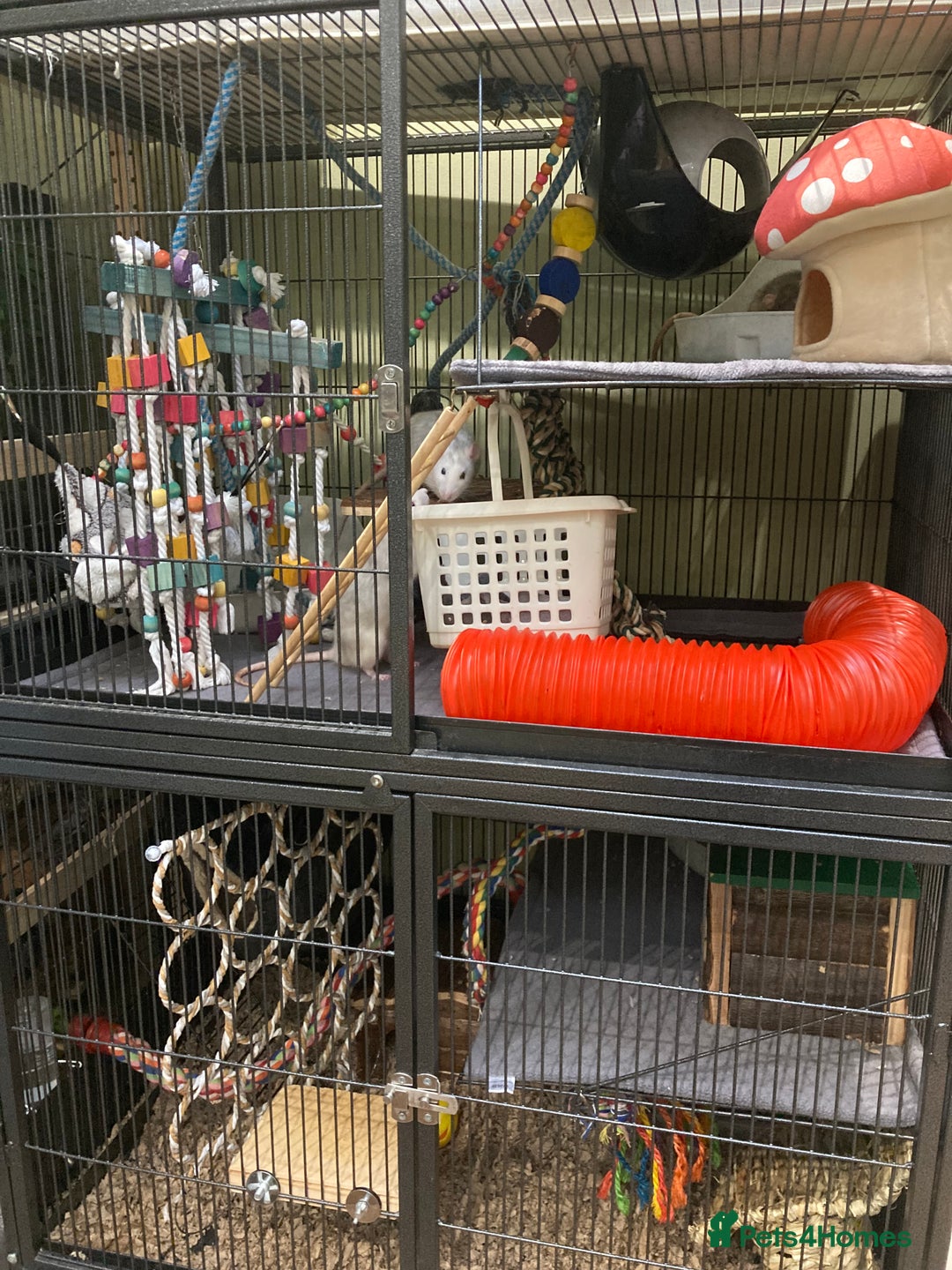 Rat rodents for sale: 3 Rat boys for rehoming - Image 3