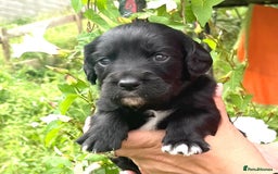 English Setter dogs for adoption: Setter x Pups (Rina's Puppies) - Image 9