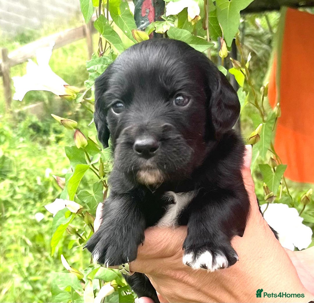 English Setter dogs for adoption: Setter x Pups (Rina's Puppies) - Image 9