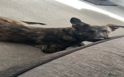 Belgian Shepherd Dog dogs for sale: Rehoming our pup Milo  - Image 3