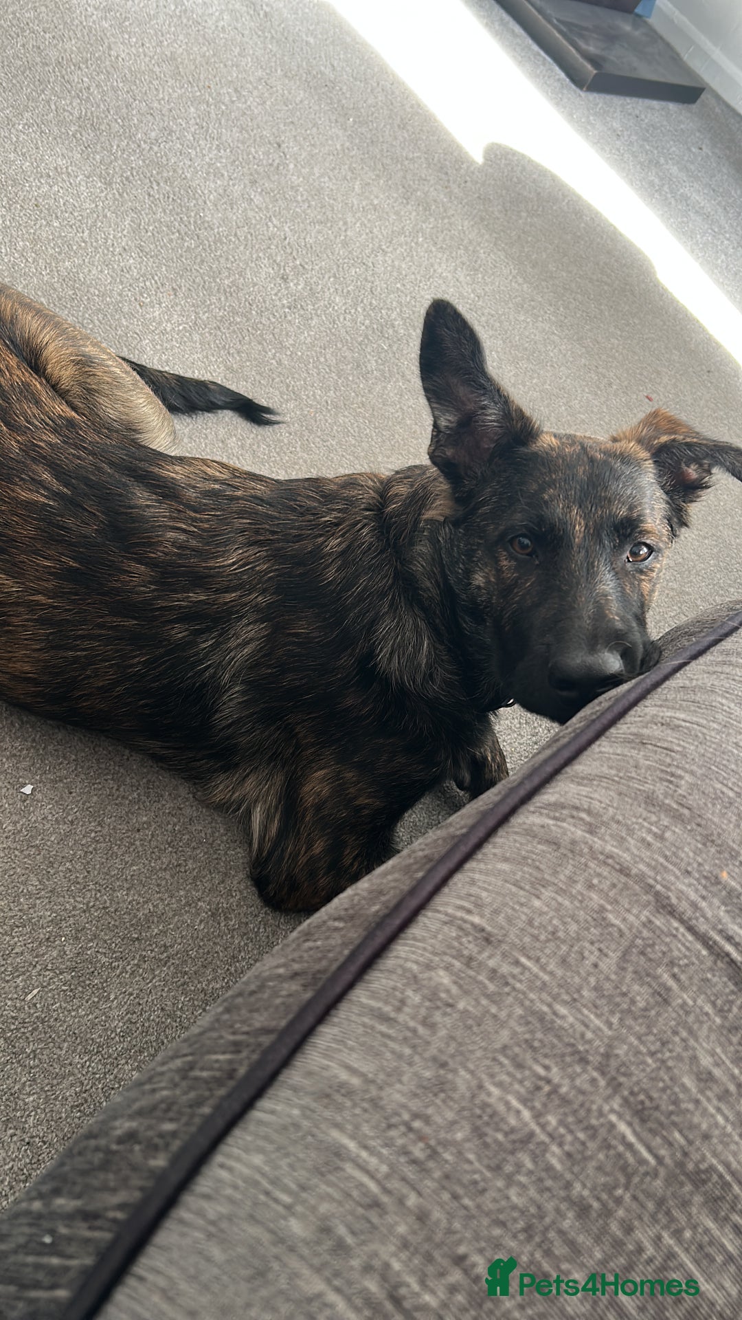 Belgian Shepherd Dog dogs for sale: Rehoming our pup Milo  - Image 3