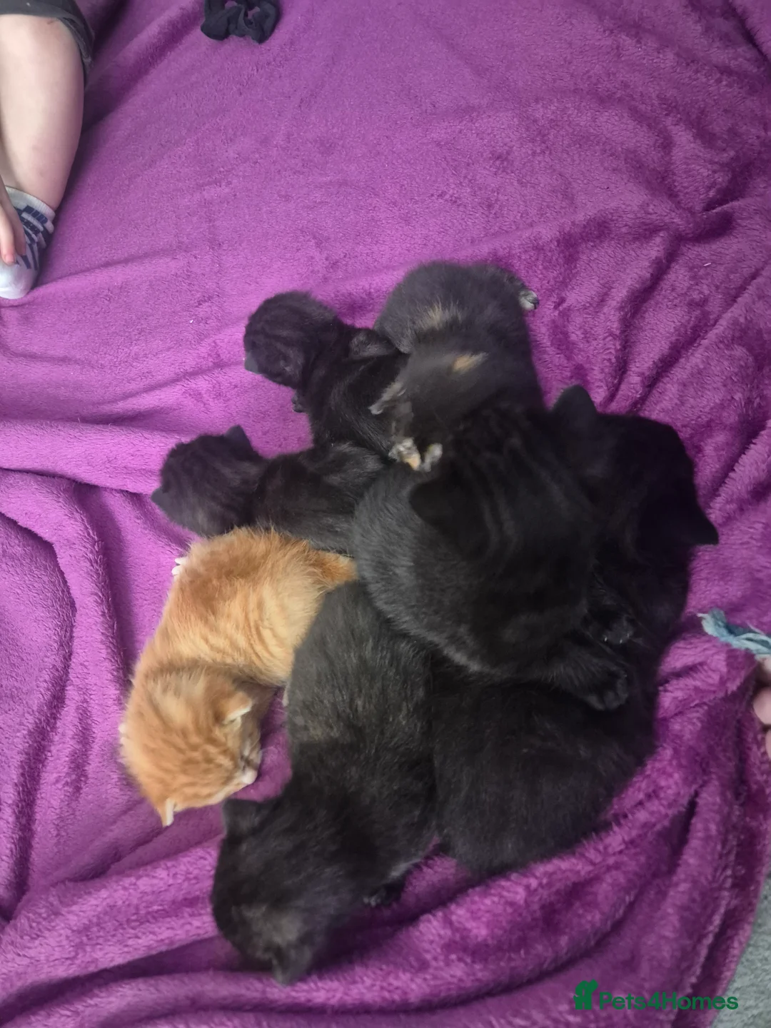 Mixed Breed cats for sale: Cats for sale - Advert 1