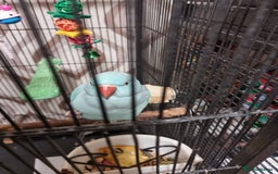 Ringnecks birds for sale: Blue female ringneak  - Image 5