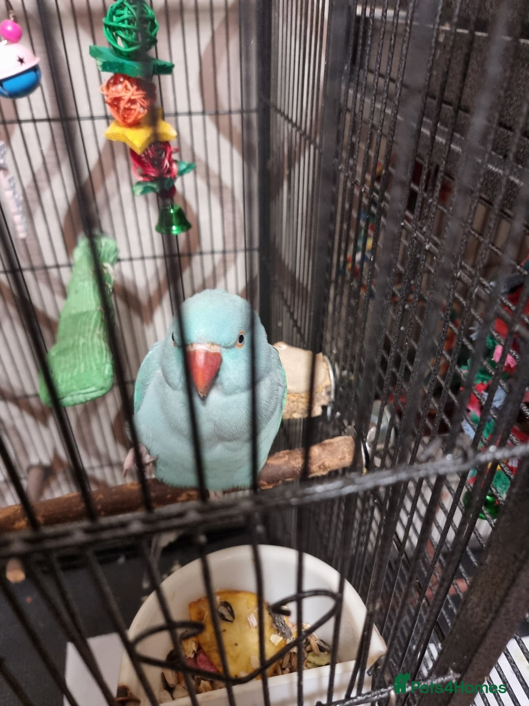 Ringnecks birds for sale: Blue female ringneak  - Image 5