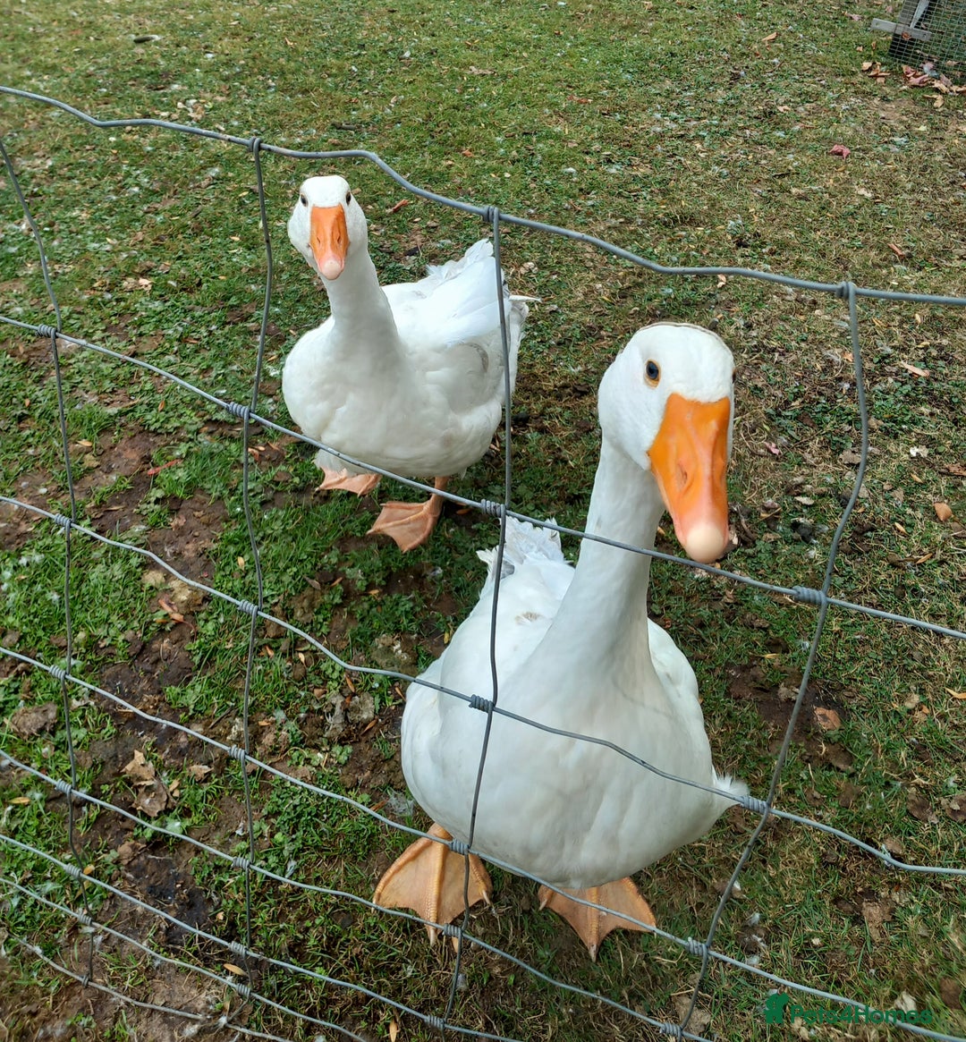 Geese poultry for sale: 2 Pilgrim geese - Image 2