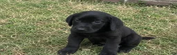 Golden Retriever dogs for sale: Golden Retriever puppies in London - Advert 2