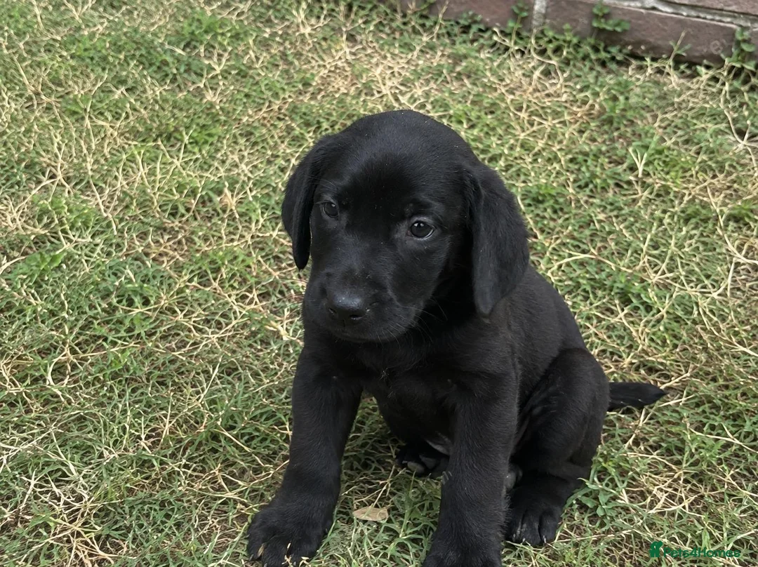 Golden Retriever dogs for sale: Golden Retriever puppies in London - Advert 2