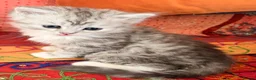 Scottish Fold cats for sale: GORGEOUS SCOTTISH FOLD X EXOTIC PERSIAN KITTENS - Advert 21