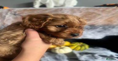 Cavapoo dogs - Advert 7