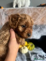 Cavapoo dogs - Advert 7