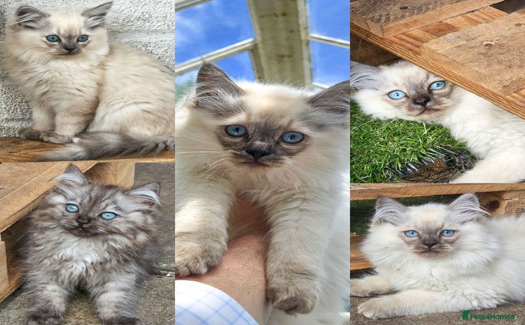 Siberian cats - Advert 1
