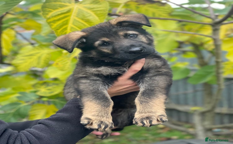 German Shepherd dogs - Advert 2