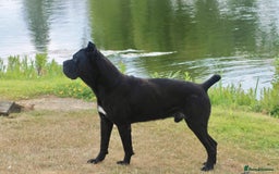 Cane Corso dogs for sale: 5 Gorgeous Black Cane Corsos ready to go🤍 - Image 7