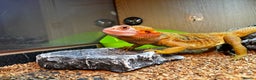 Bearded Dragon reptiles for sale: Male Orange Bearded Dragon + Full Setup  - Advert 2