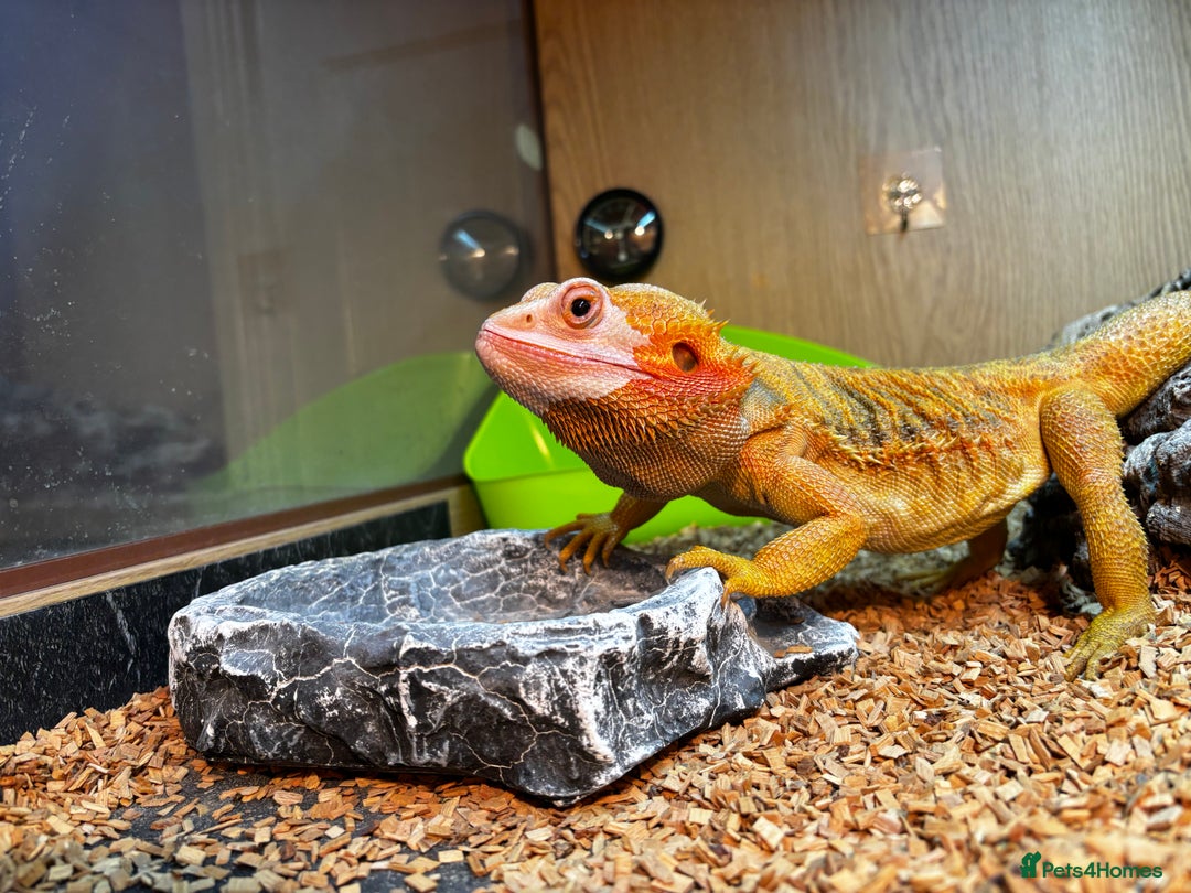 Bearded Dragon reptiles for sale: Male Orange Bearded Dragon + Full Setup  - Advert 2
