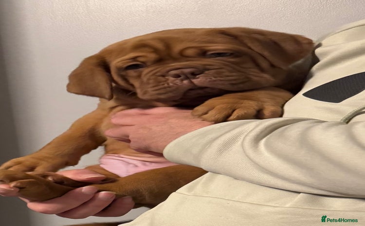 Dogue De Bordeaux dogs Outstanding Chunky KC DDB Puppies - Advert 2