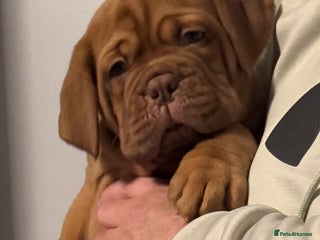 Dogue De Bordeaux dogs Outstanding Chunky KC DDB Puppies - Advert 3
