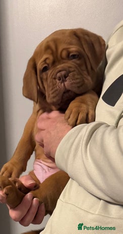 Dogue De Bordeaux dogs Outstanding Chunky KC DDB Puppies - Advert 2