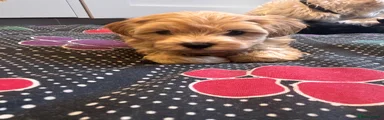 Maltipoo 3