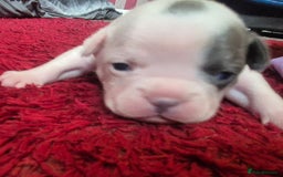 French Bulldog dogs for sale: Kc registered french bulldog puppies - Image 4