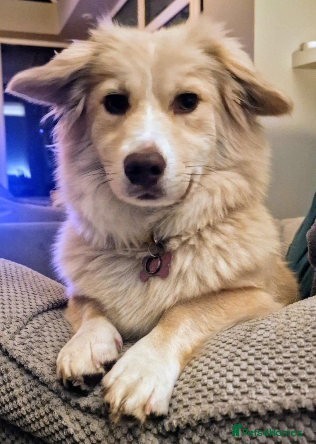 Mixed Breed dogs for adoption: Mabel  - Image 1