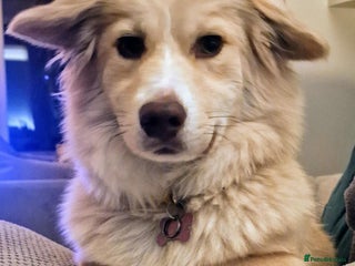 Mixed Breed dogs - Advert 4