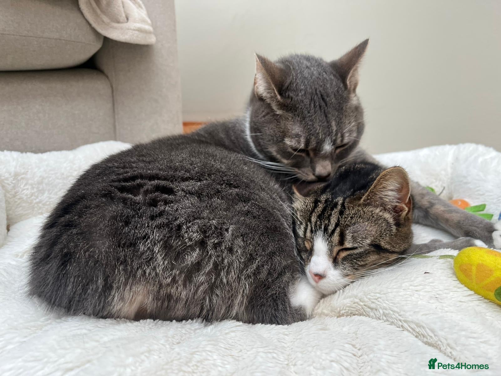 Mixed Breed cats Marty and Mable - Advert 1