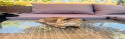 Scottish Fold cats for sale: ✨ Kittens Looking for Forever Homes ✨ - Advert 17