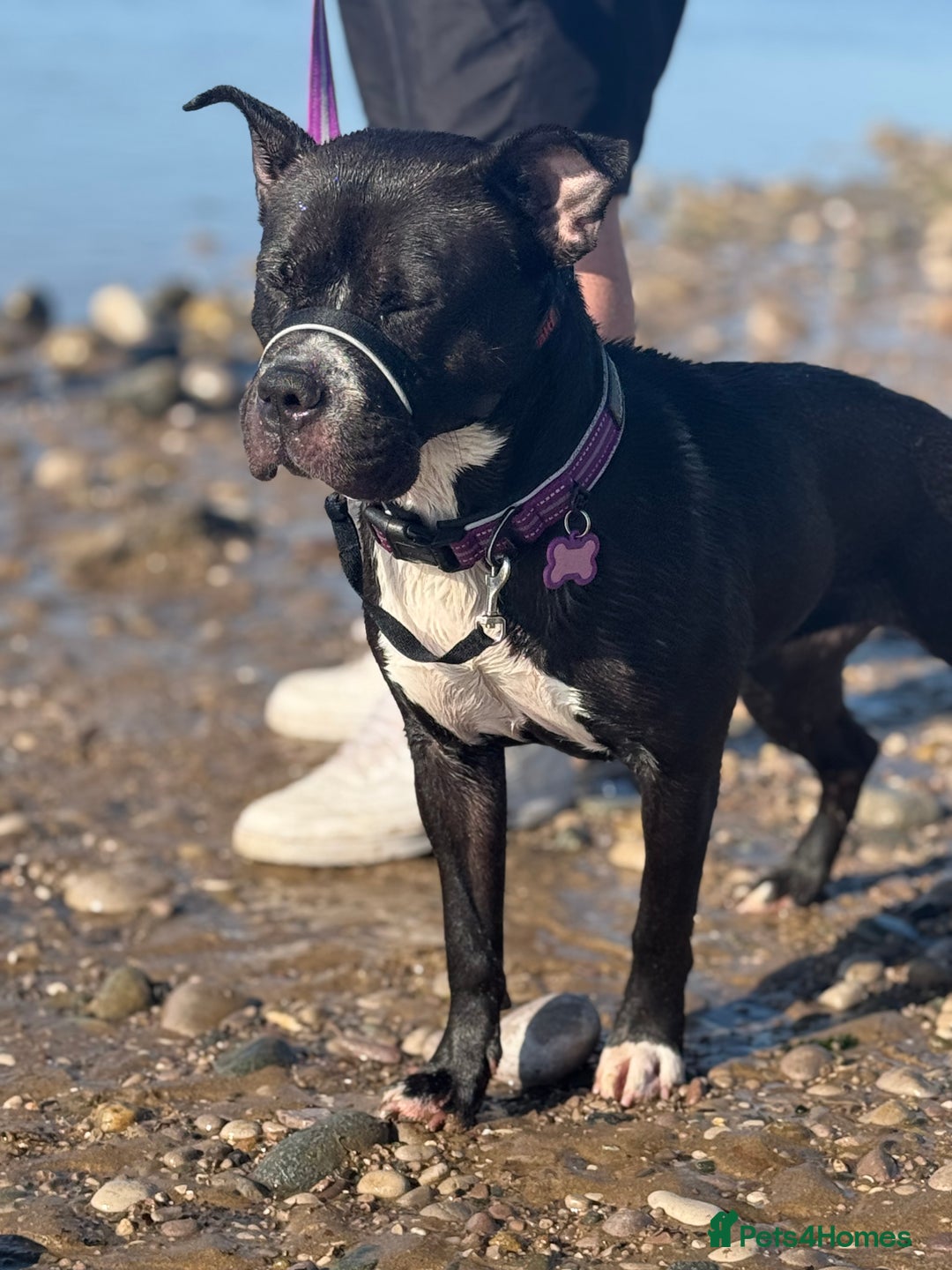 Mixed Breed dogs for sale: Poppy  - Image 4