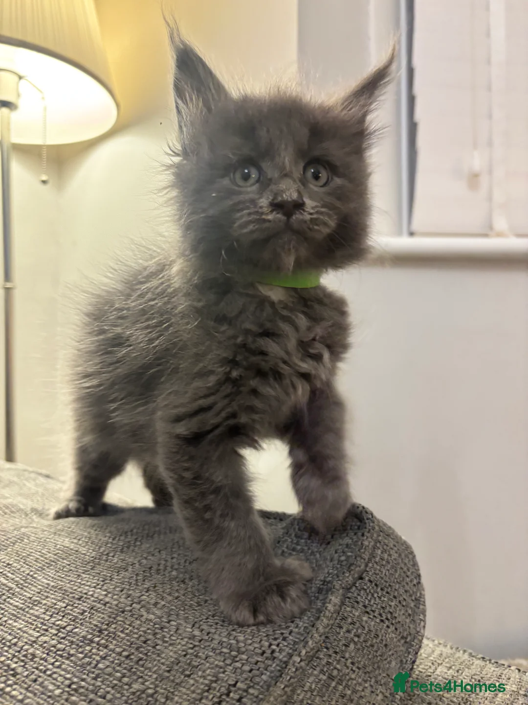 Maine Coon cats for sale: Maine Coon Kittens  - Advert 8