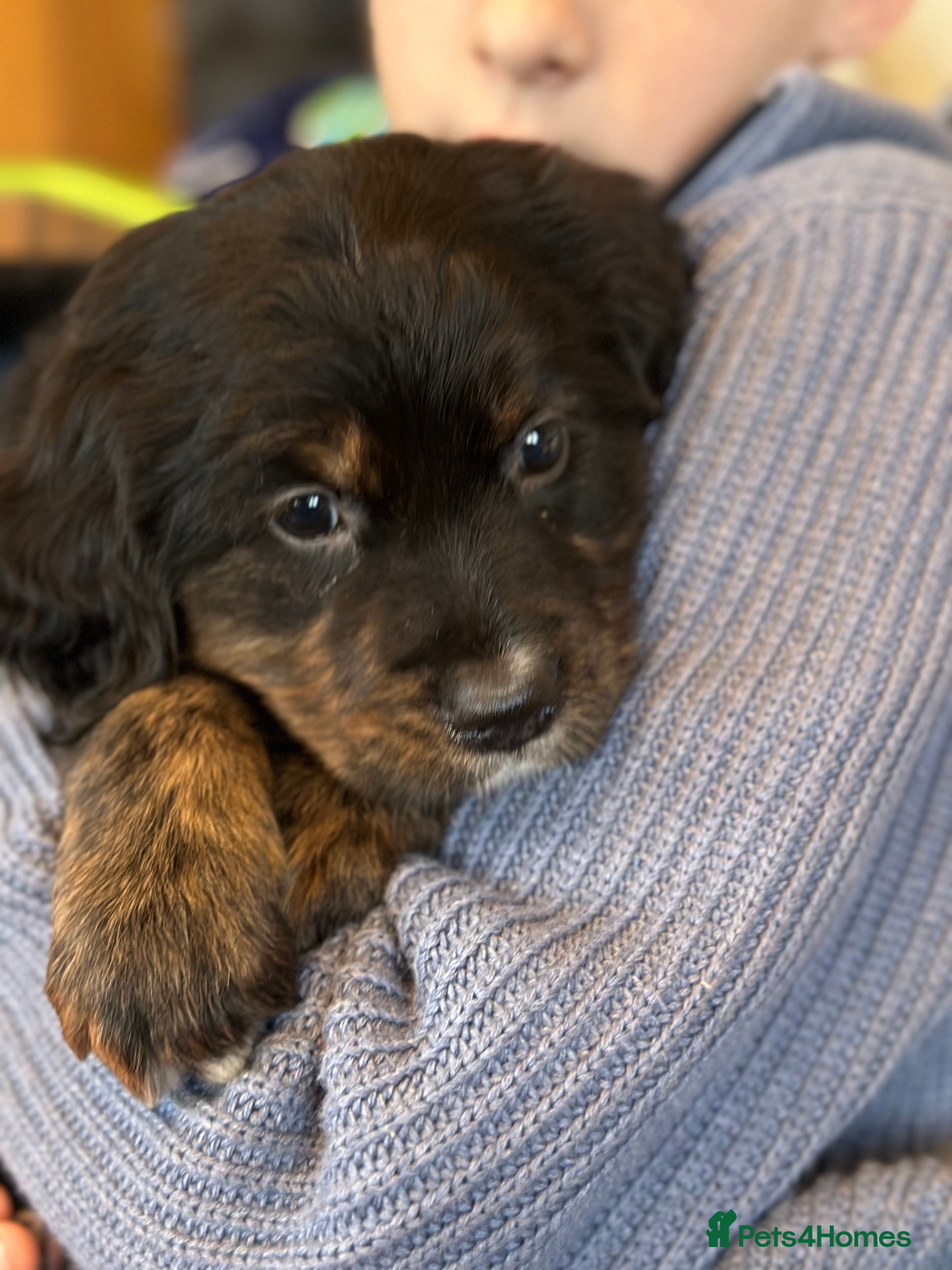 Bernese Mountain Dog dogs Wonderful litter of Golden Mountain Dogs - Advert 8