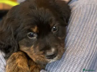 Bernese Mountain Dog dogs Wonderful litter of Golden Mountain Dogs - Advert 8