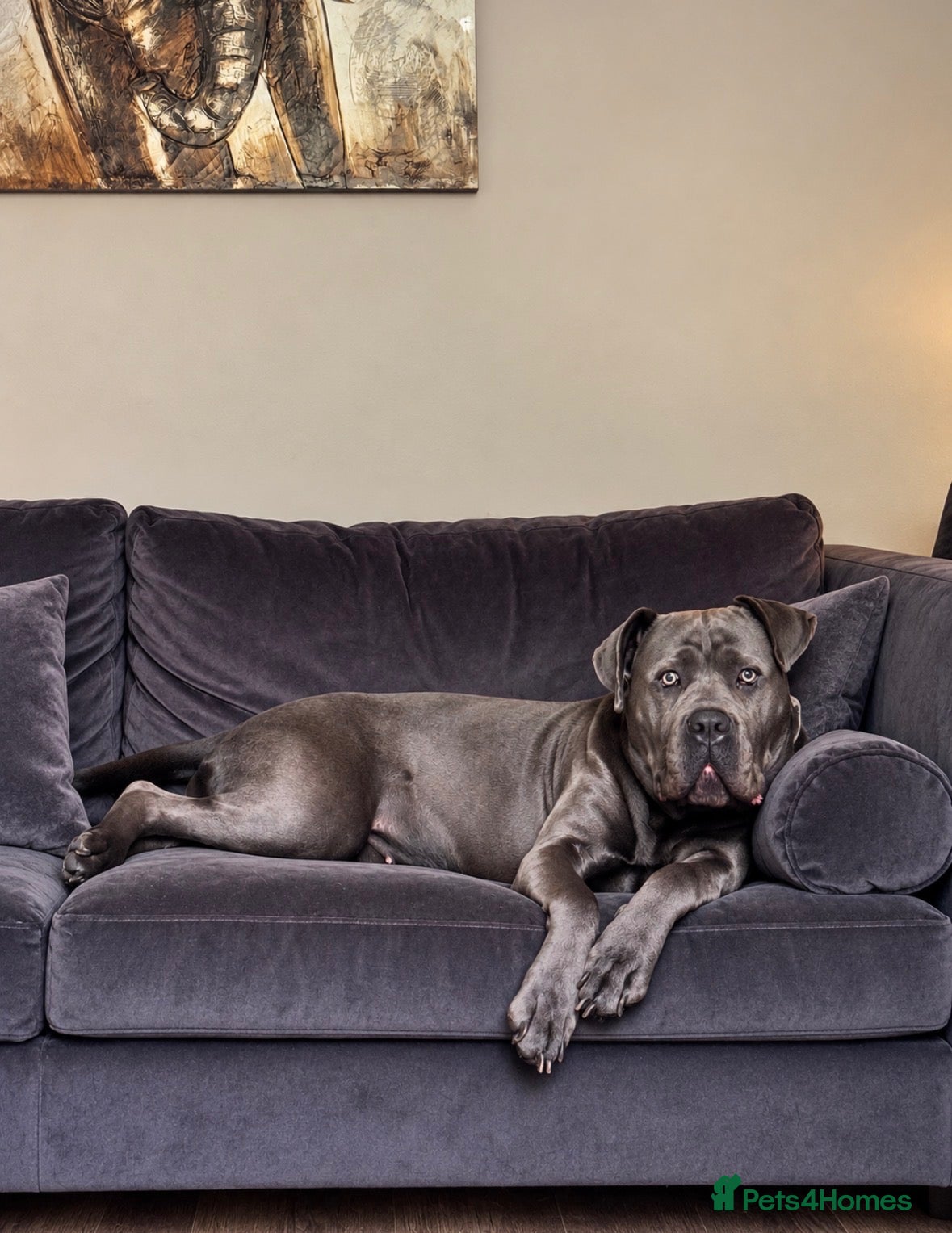 Cane Corso dogs 🐾 STUD WANTED – CANE CORSO – 2027 🐾 - Advert 1