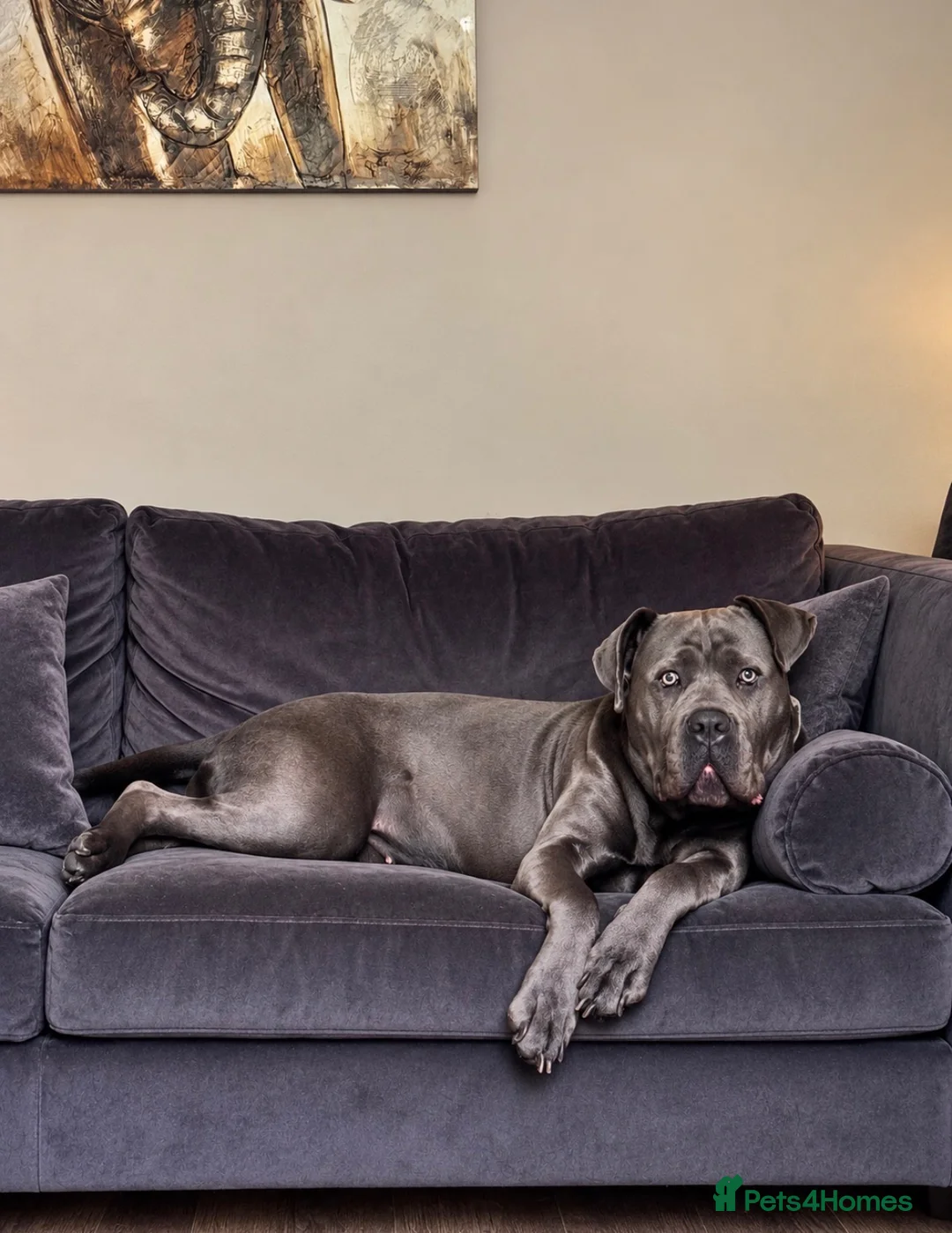 Cane Corso dogs for stud: 🐾 STUD WANTED – CANE CORSO – 2027 🐾 - Advert 1