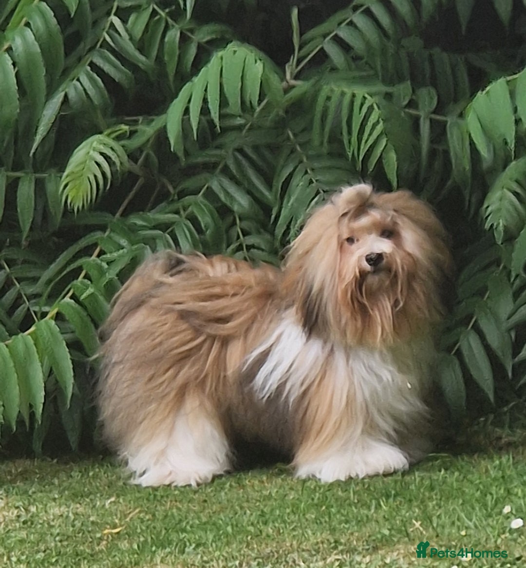 Havanese dogs for sale: Stunning KC Registered Havenese babies available.  - Image 23