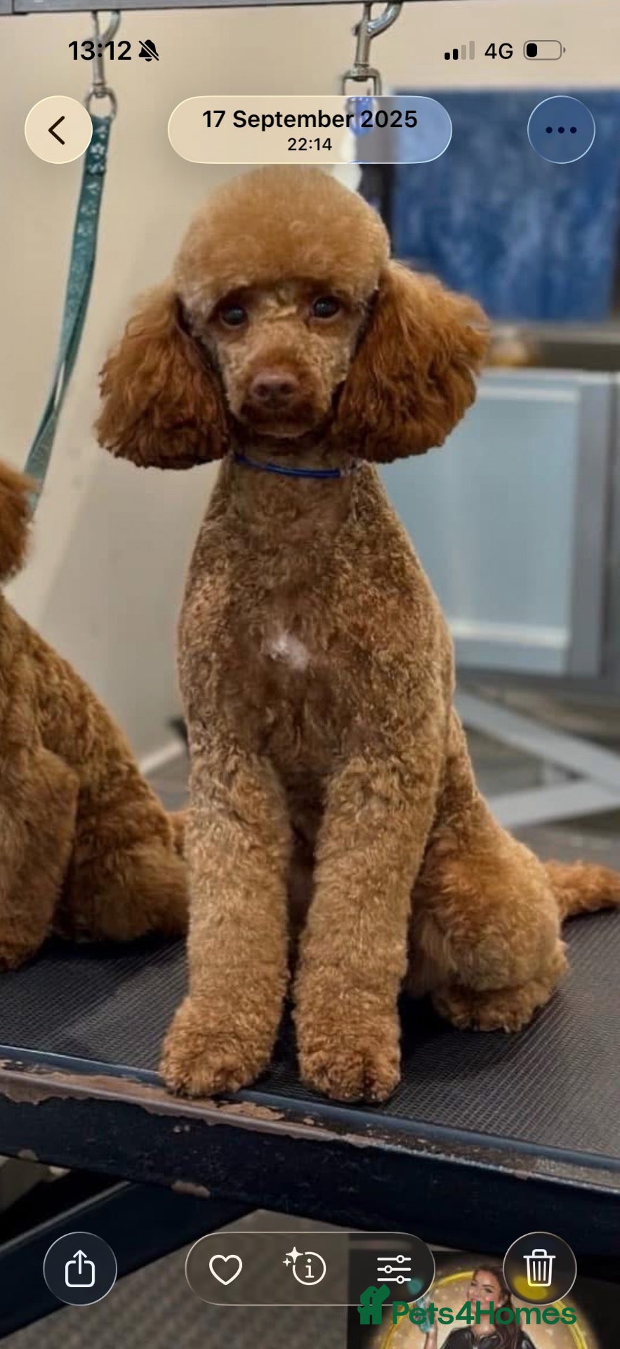 Miniature Poodle dogs Miniature fox red poodles  - Advert 2