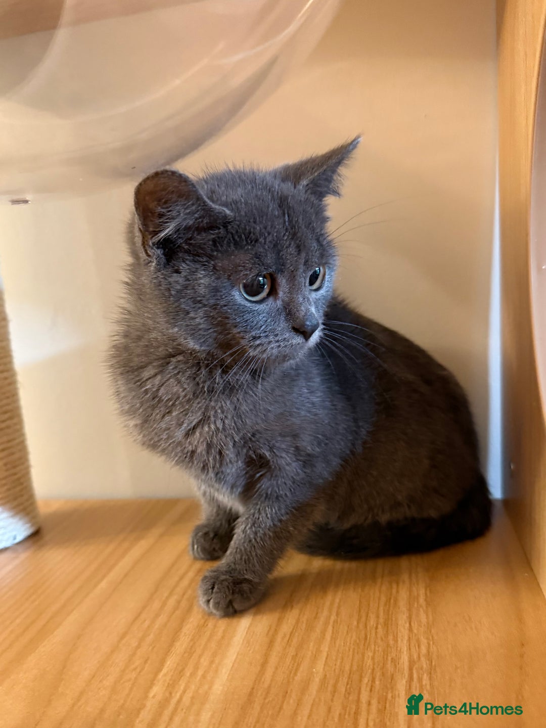 Russian Blue cats for sale: Russian Blue Boy Kitten - Image 4