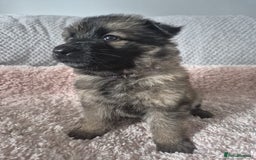 German Shepherd dogs for sale: KC REGISTERED HEALTH TESTED PARENTS READY NOW - Image 12