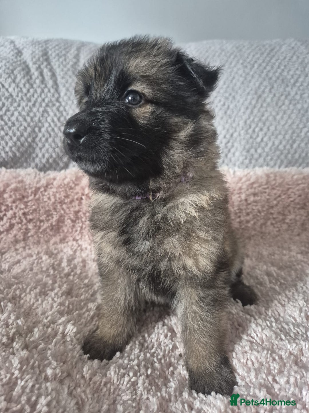 German Shepherd dogs for sale: KC REGISTERED HEALTH TESTED PARENTS READY NOW - Image 12
