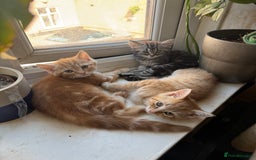 Mixed Breed cats for sale: 2 gorgeous tabby ginger boys  - Image 1