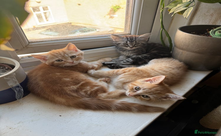 Mixed Breed cats - Advert 4