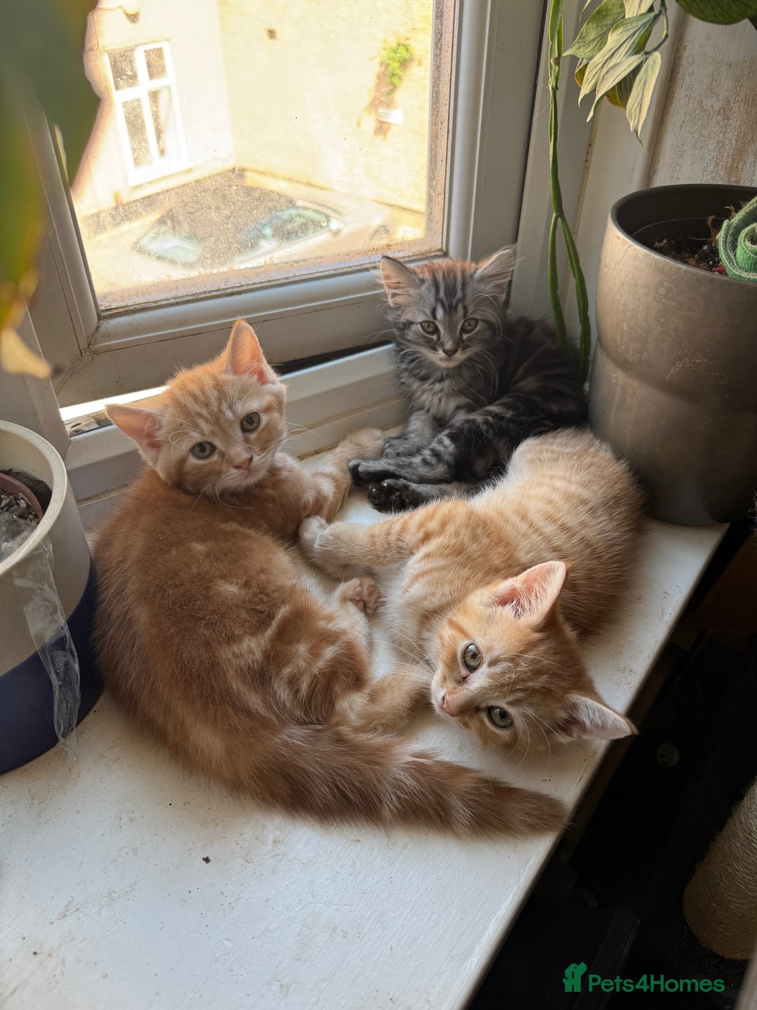 Mixed Breed cats for sale: 2 gorgeous tabby ginger boys  - Image 1