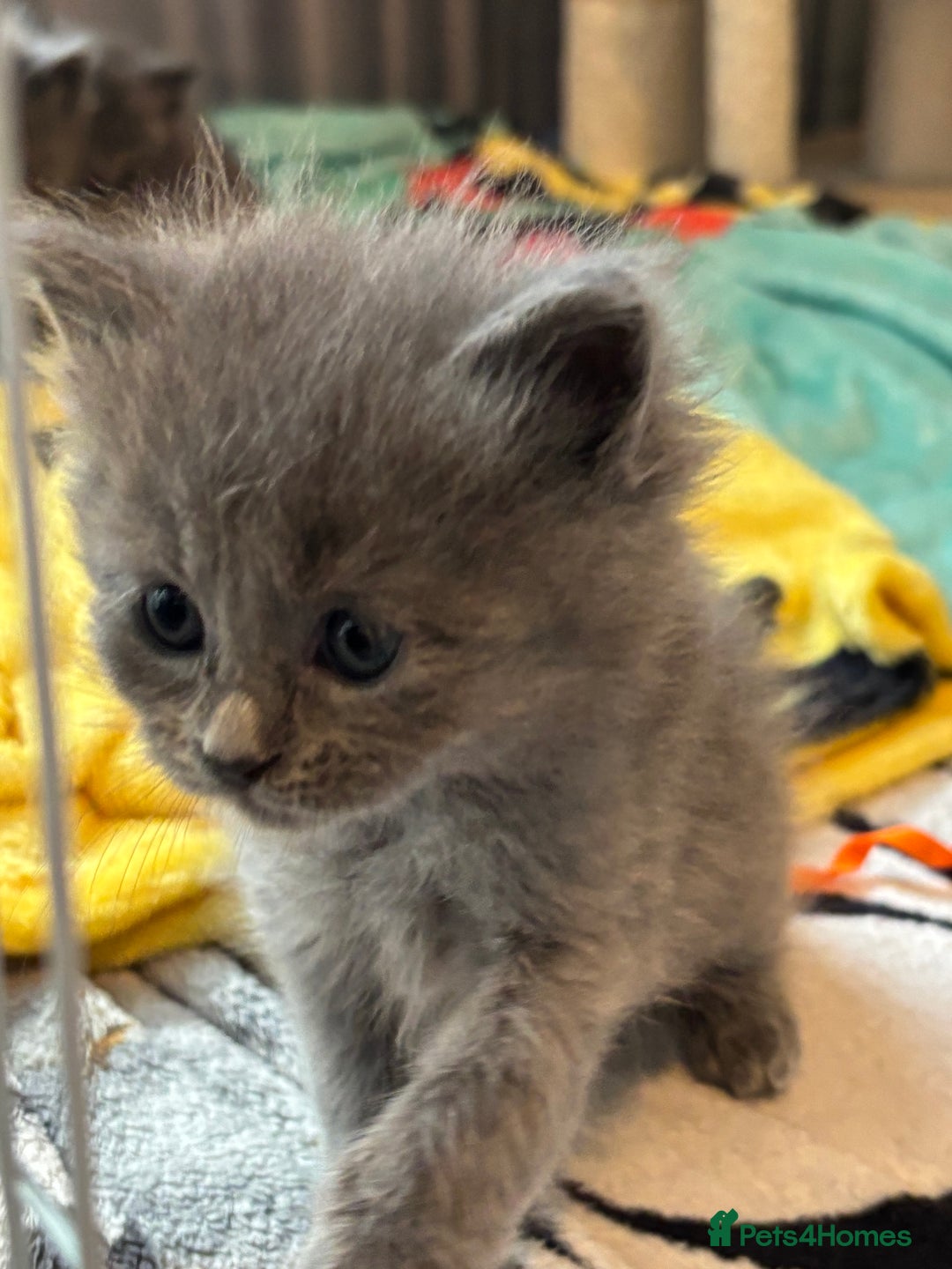 Ragdoll cats for sale: Half Ragdoll / maincoon kittens for sale  - Image 4