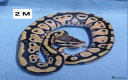 Python Snake reptiles for sale: Royal Python Morph Hatchlings  - Image 4