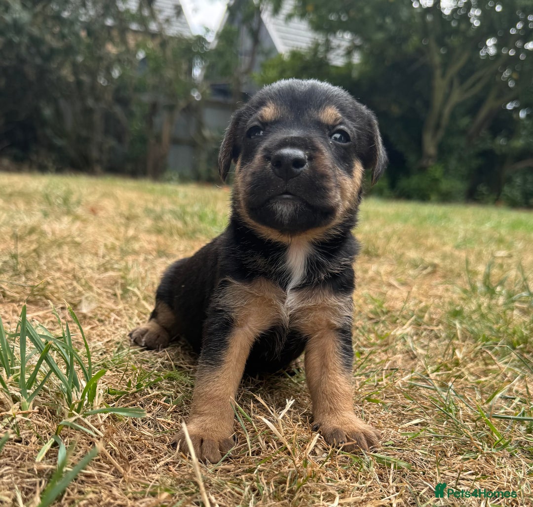 Jack Russell dogs for sale: Jack Russel terrier puppies for sale - Image 9