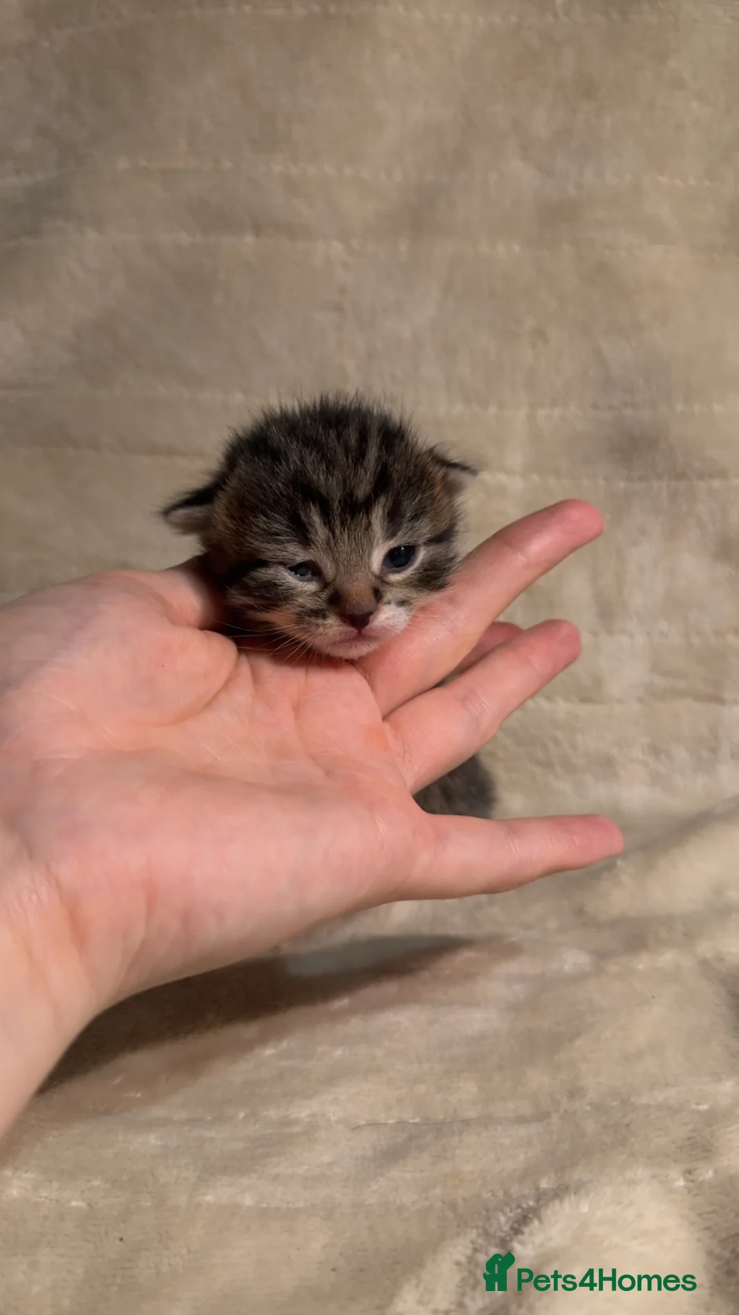 Mixed Breed cats for sale: Mixed breed kittens  - Advert 2