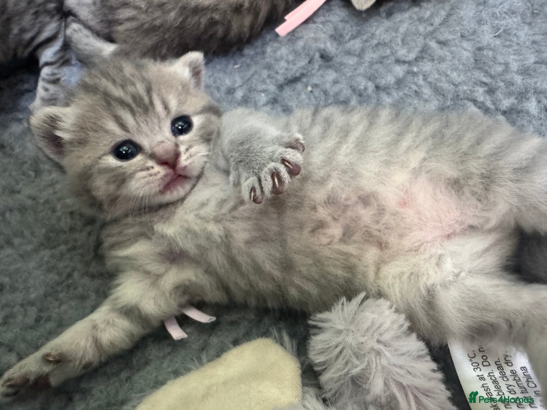 Scottish Fold cats for sale: Scottish fold/ Scottish striaght BSH kittens  - Image 12